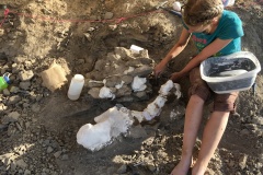 NCSU undergraduate Emi Bender excavates the bones of a new tyrannosaur skeleton discovered in northern New Mexico this summer.